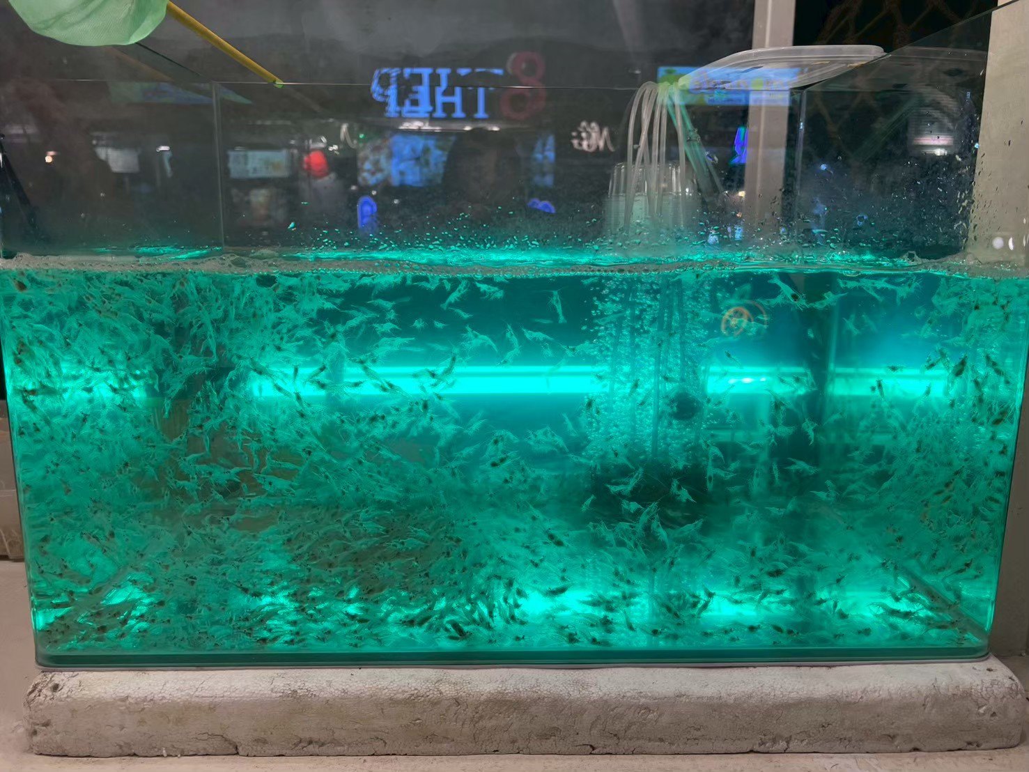 緑にライトアップされた巨大な水槽のある店