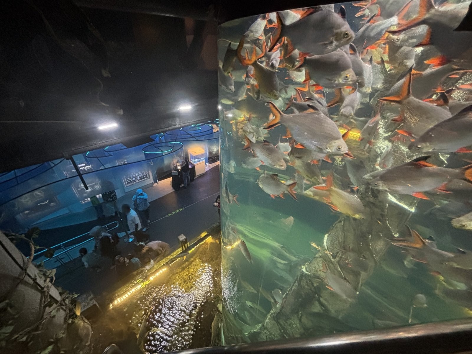 縦に高い水槽の銀色の魚の群れと、下の通路