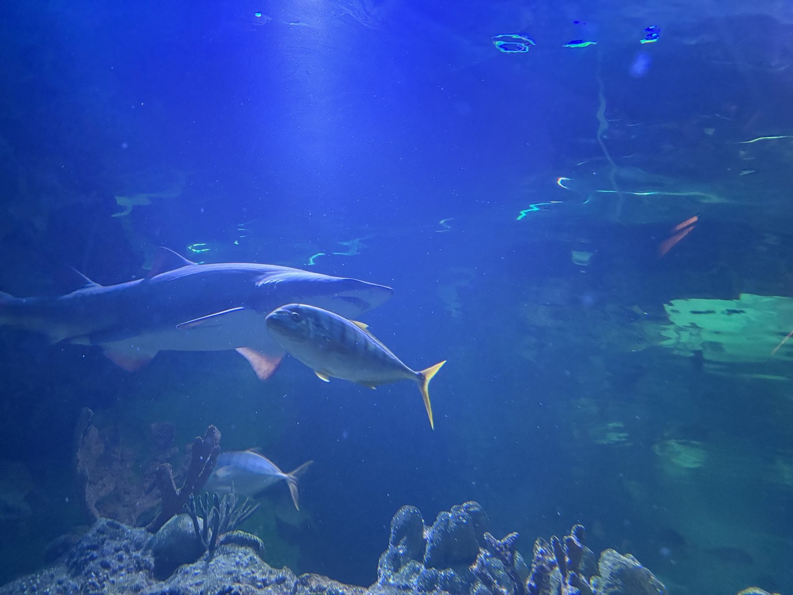 トンネルの水槽を泳ぐサメと銀色の魚