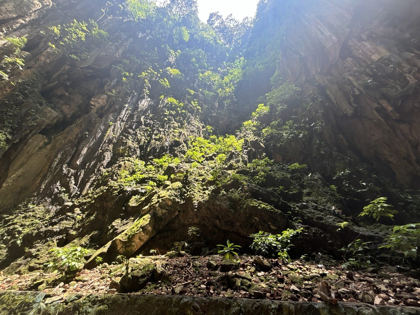 奥の洞窟の岩壁に生えた草木