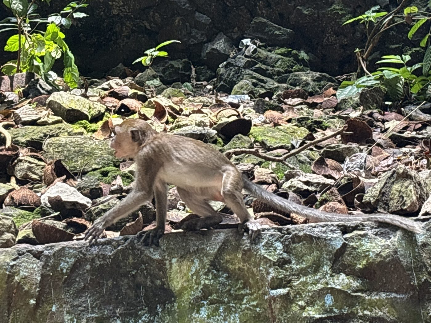 洞窟の岩の上を歩く猿