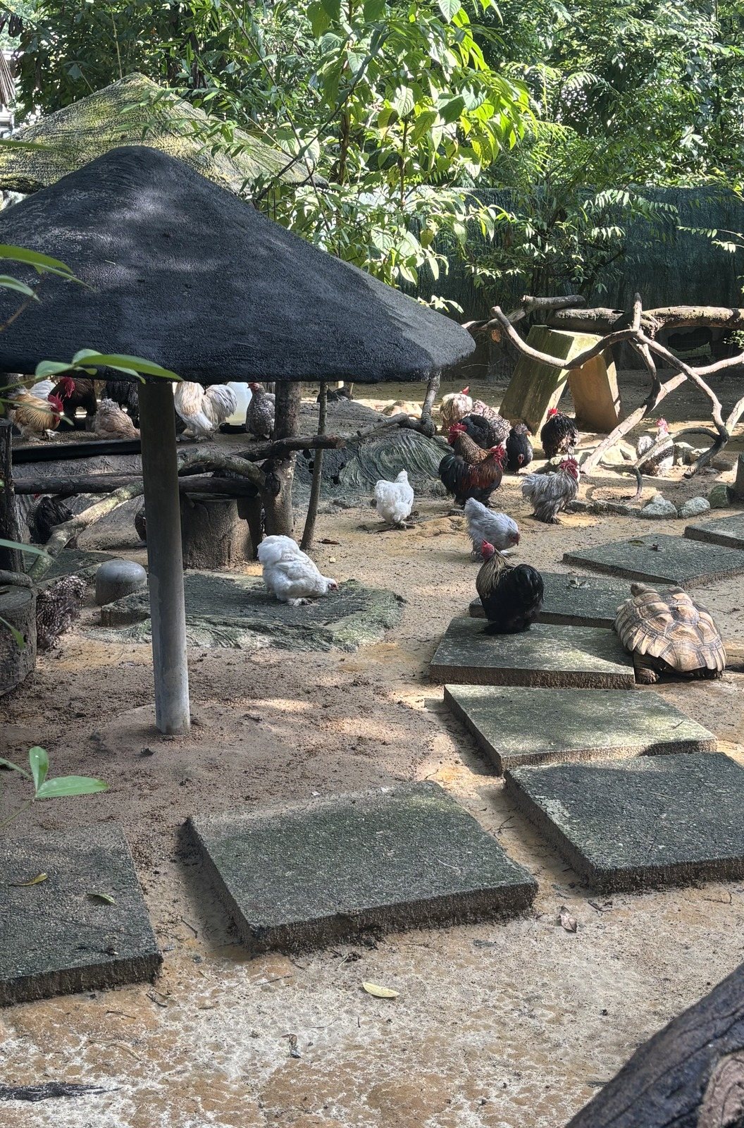 茅葺きの小屋の下に集まる鶏と七面鳥