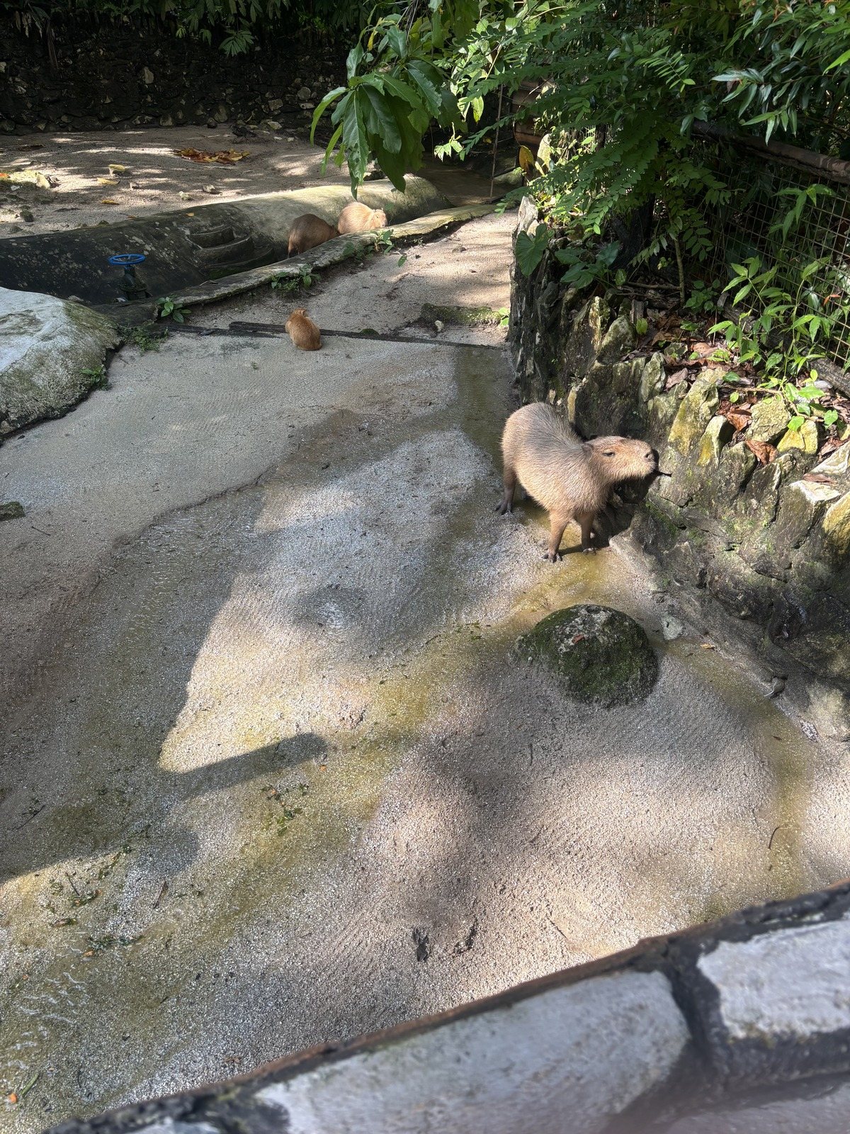 コンクリートの岸辺に立つカピバラ