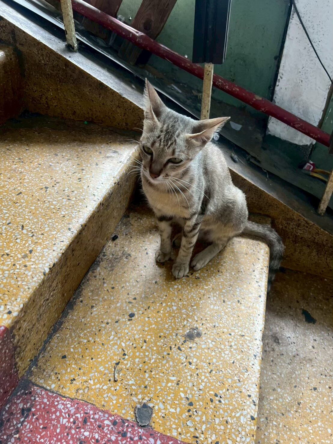 ダナンの階段に座る猫